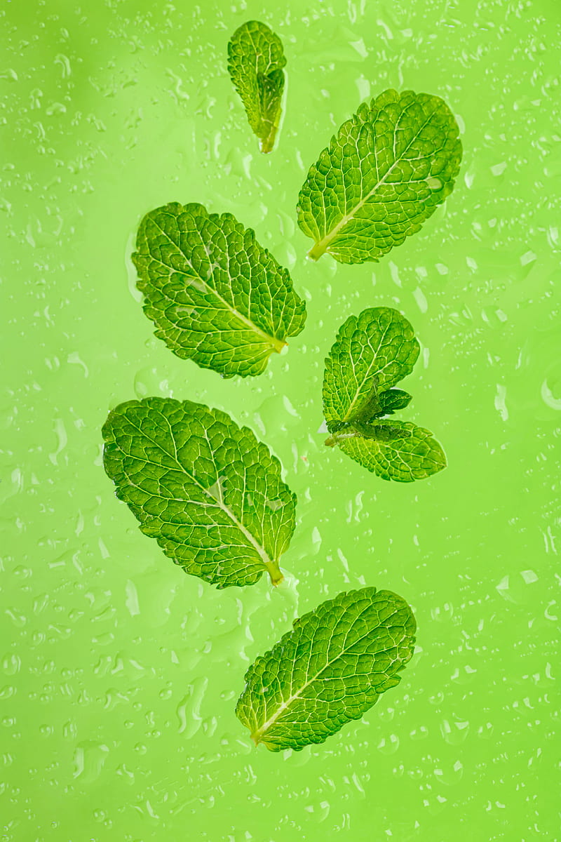 mint, leaves, drops, green, macro, HD phone wallpaper