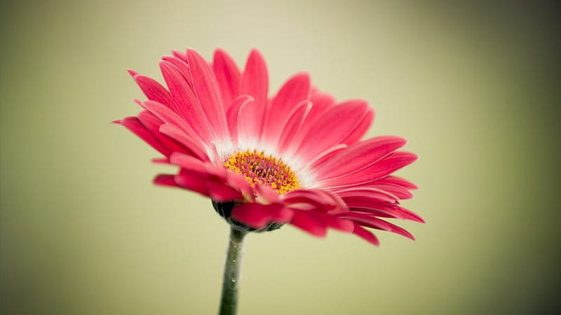 Hoa Gerbera: Hãy chiêm ngưỡng vẻ đẹp tuyệt vời của loài hoa Gerbera này thông qua hình ảnh! Với những đốm màu sáng tạo tuyệt đẹp và hương thơm đầy quyến rũ, hoa Gerbera sẽ làm say lòng bất cứ ai yêu thích hoa.