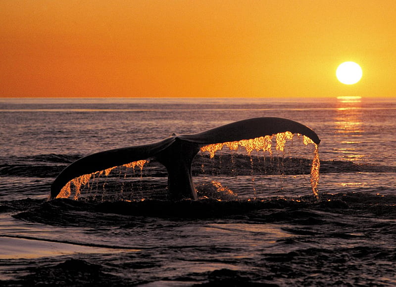 whale, tranquil, sunset, orange, HD wallpaper