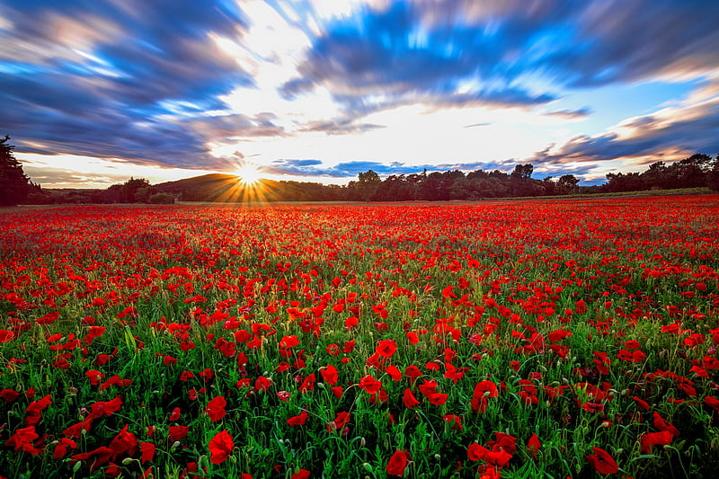 Poppy field. «Маки (поле маков)», 1873 год.. Маковое поле и солнце. Маковое поле на рассвете. Маковое поле на закате.