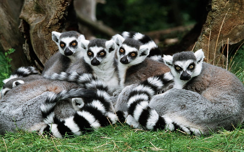 Lemur family, tree, grass, lemur, animal, HD wallpaper | Peakpx