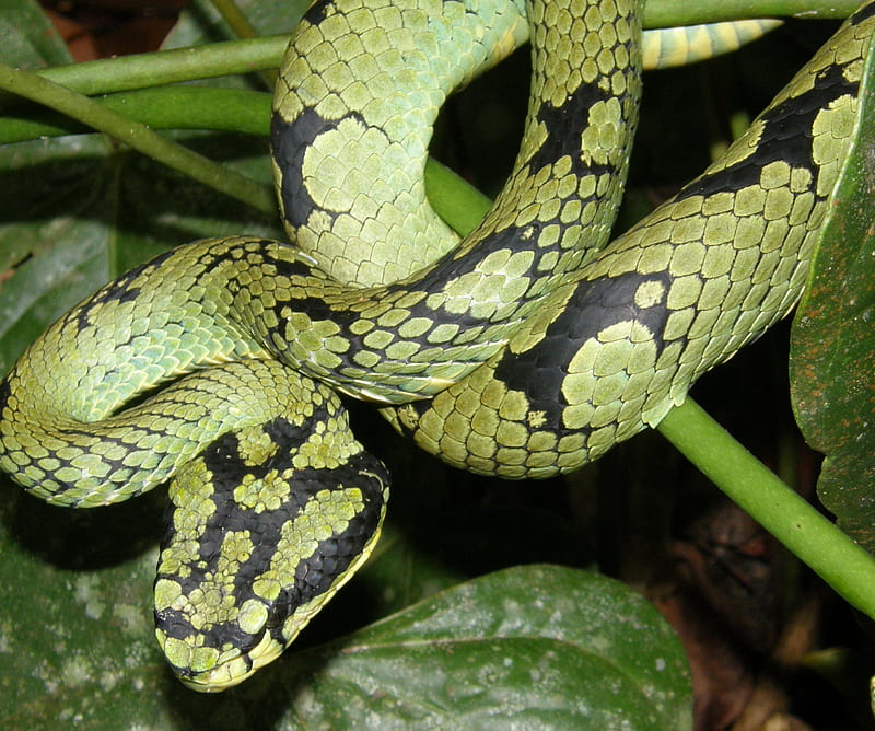 Sri Lankan Pit Viper, reptile, snake, sri lanka, HD wallpaper