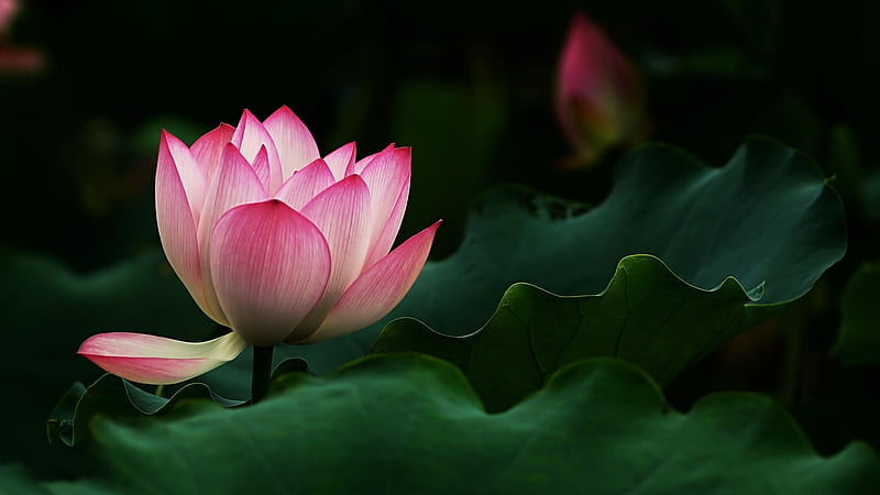 Pink Lotus, pink, lotus, leaves, green, flower, petals, nature, HD wallpaper