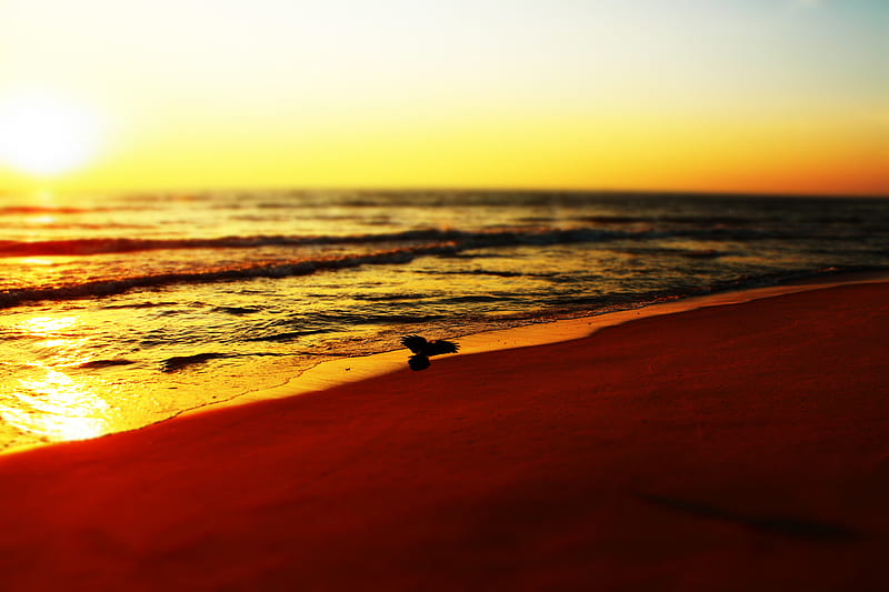 sea, beach, bird, sunset, waves, HD wallpaper
