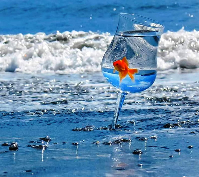 GOLDFISH, glass, beach, splendor, paradise, fish, reflection, sea, HD wallpaper