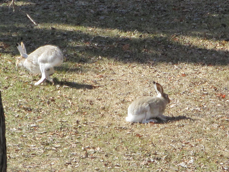 They can run but they cannot hide from my camera, graphy, gris, Rabbits, park, white, HD wallpaper