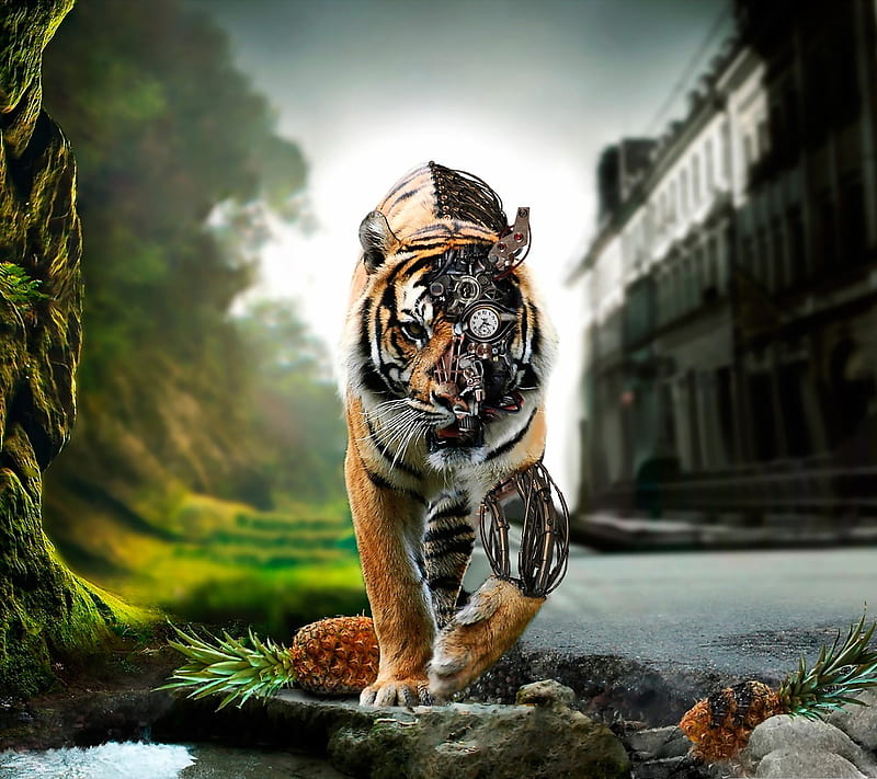 white lions and tigers wallpapers