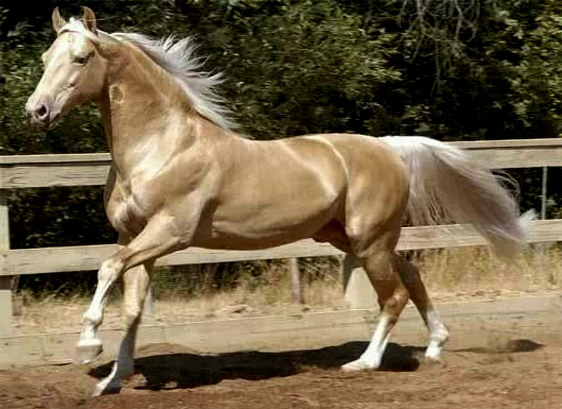 Hermosos caballos, bonito, caballo, valla, animales, Fondo de pantalla HD |  Peakpx