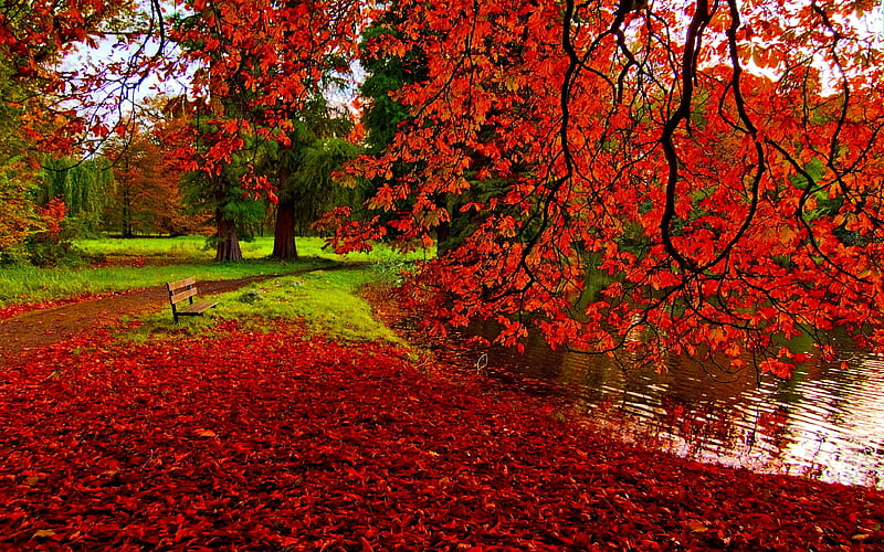 Beautiful Autumn, red, Fall, autumn, grass, scarlet, bench, park, foliage, splendor, nature, lawn, HD wallpaper