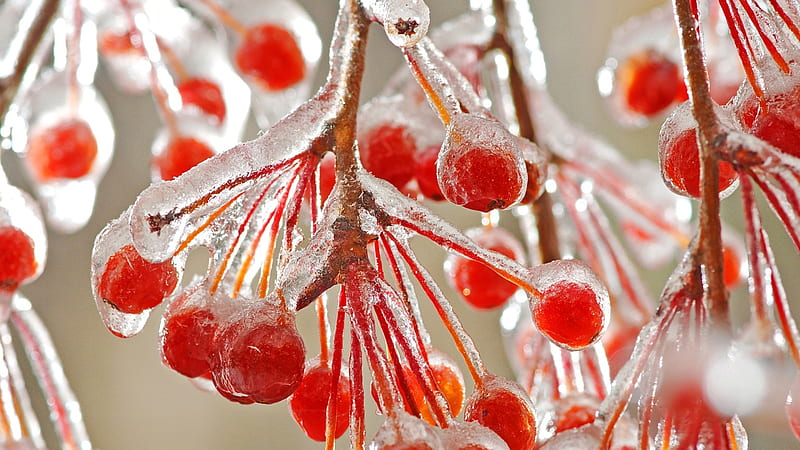 Frozen berries, ice, nature, frost, red, branch, fruit, water, tree, berries, hawthorn, HD wallpaper