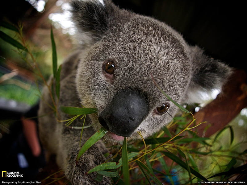 Koala Australia-National Geographic, HD wallpaper