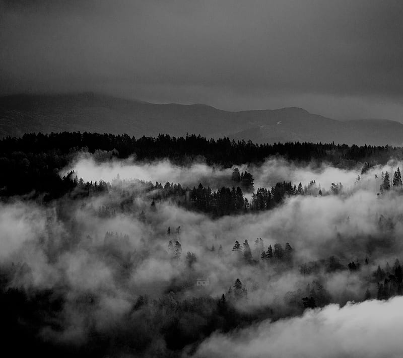 Foggy Woods, black and white, clouds, fog, grain landscape, nature, norway serene, voss, wood, HD wallpaper