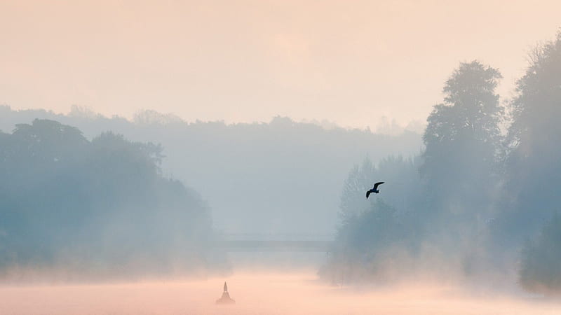bird flying over a foggy river, bird, bridge, buoy, river, trees, fog, HD wallpaper