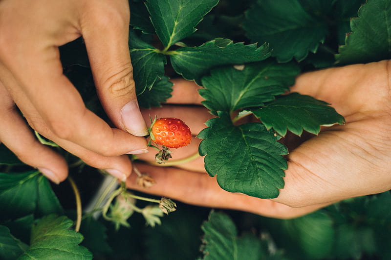 stock of at work, beautiful girl, berry, HD wallpaper