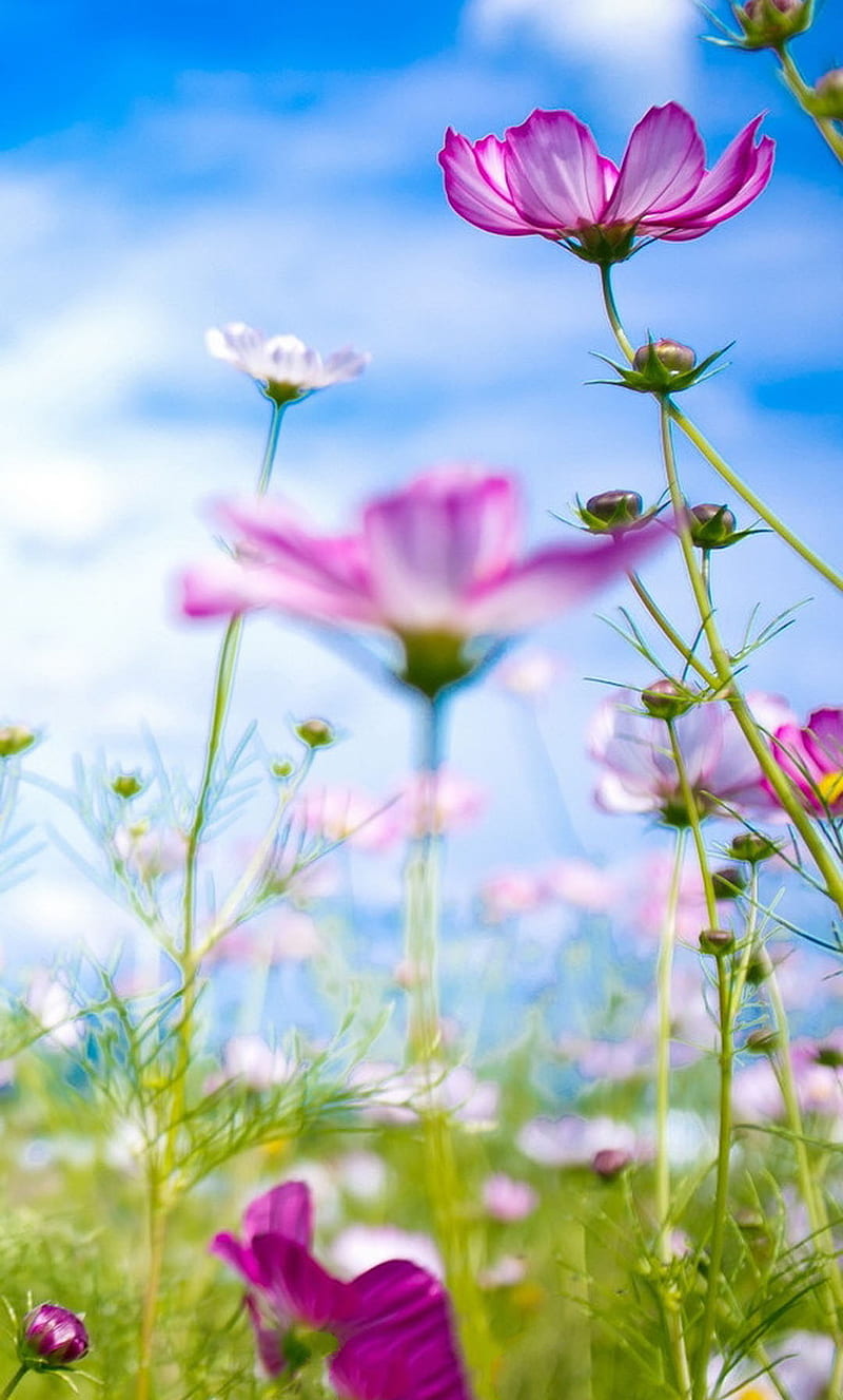 Full bloom flowers, love, nature, HD phone wallpaper | Peakpx