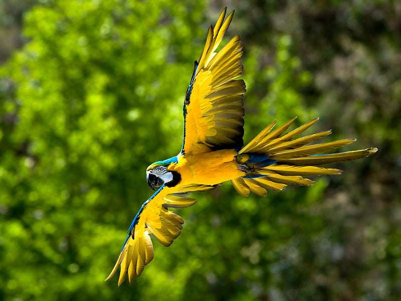 The Flight of Blue and Yellow Macaw brasil, background, yellow, cenario, blue and yellow macaw, nice, multicolor, scenario environment, facial feathers, paraguay, top, claws, wings, pic, cena, birds, trees, panorama, palms, arara-caninde, yellow-bellied, paraguai, cool, brazil, awesome, caninde, fullscreen, beaks, flagrant, colorful, arara, head, central america, flight, ara ararauna, bonito, trunks leaves, green, macaws, scenery, yellow macaw, rows, bodies, blue, feathers, animals, black throat, amazing, colors, macaw blue-and-yellow plow, bolivia, leaf, ararauna colours, parrots, branches, pc, scene, HD wallpaper