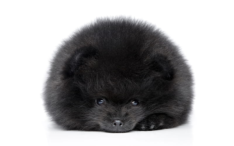 Black Spitz pets, dogs, Pomeranian Spitz, cute animals, furry dog, Pomeranian, Spitz, HD wallpaper