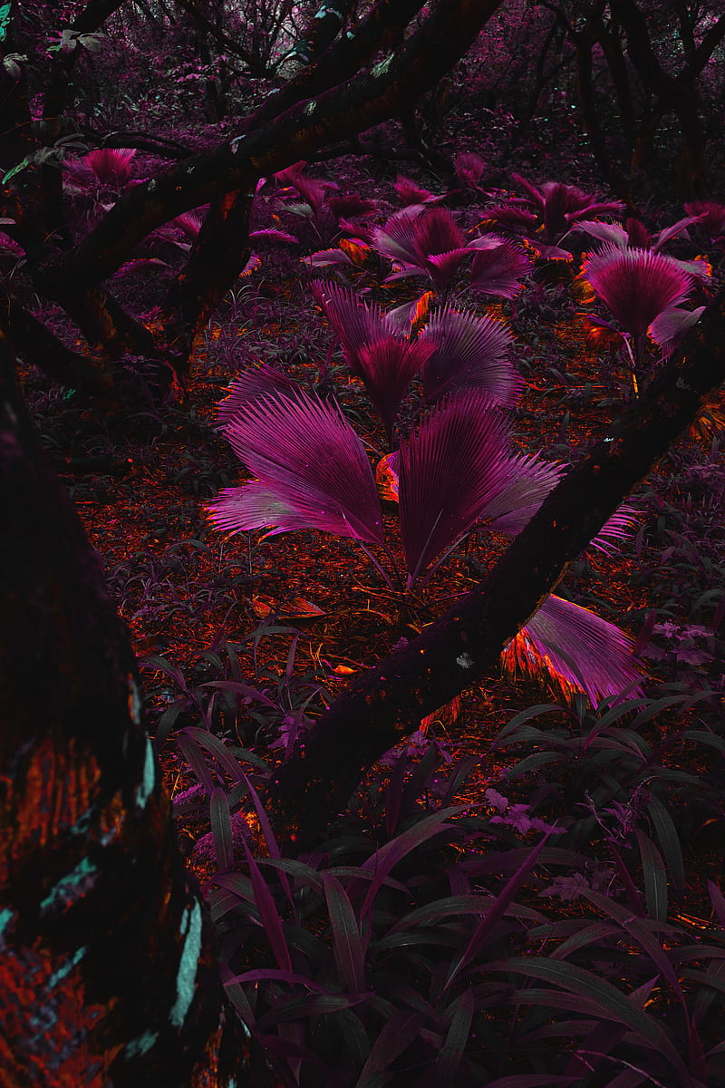 plant, purple, leaves, jungle, tropics, HD phone wallpaper