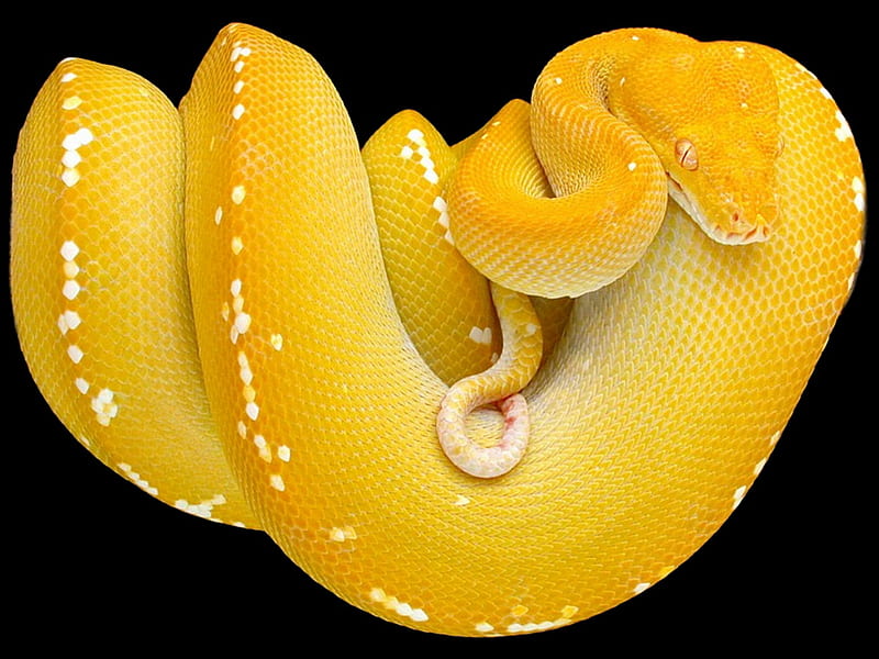 20, yellow, new, snake, treesnake, HD wallpaper