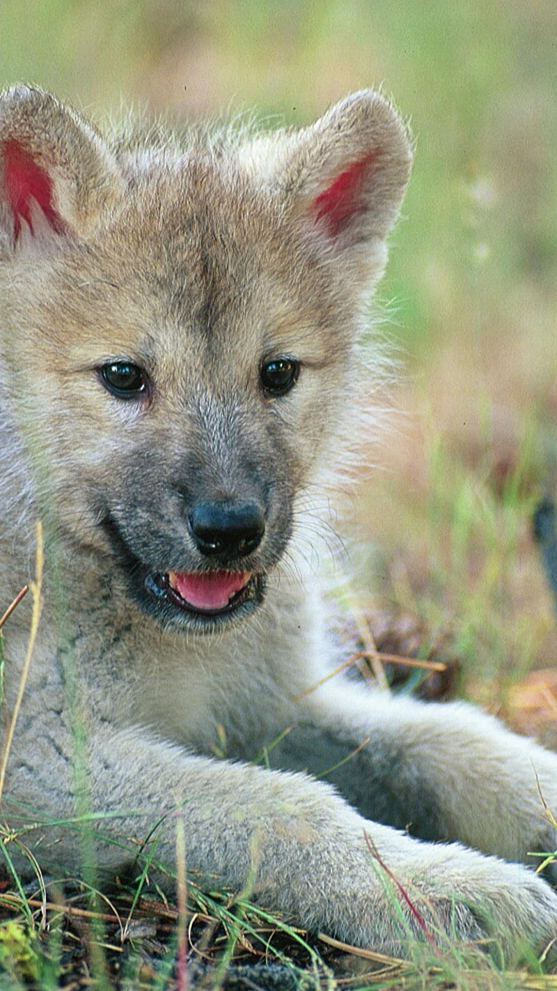 Baby Wolf [] for your , Mobile & Tablet. Explore Baby Wolf . Wolf Border , Cute Baby Wolf, Cute Baby Wolves, HD phone wallpaper