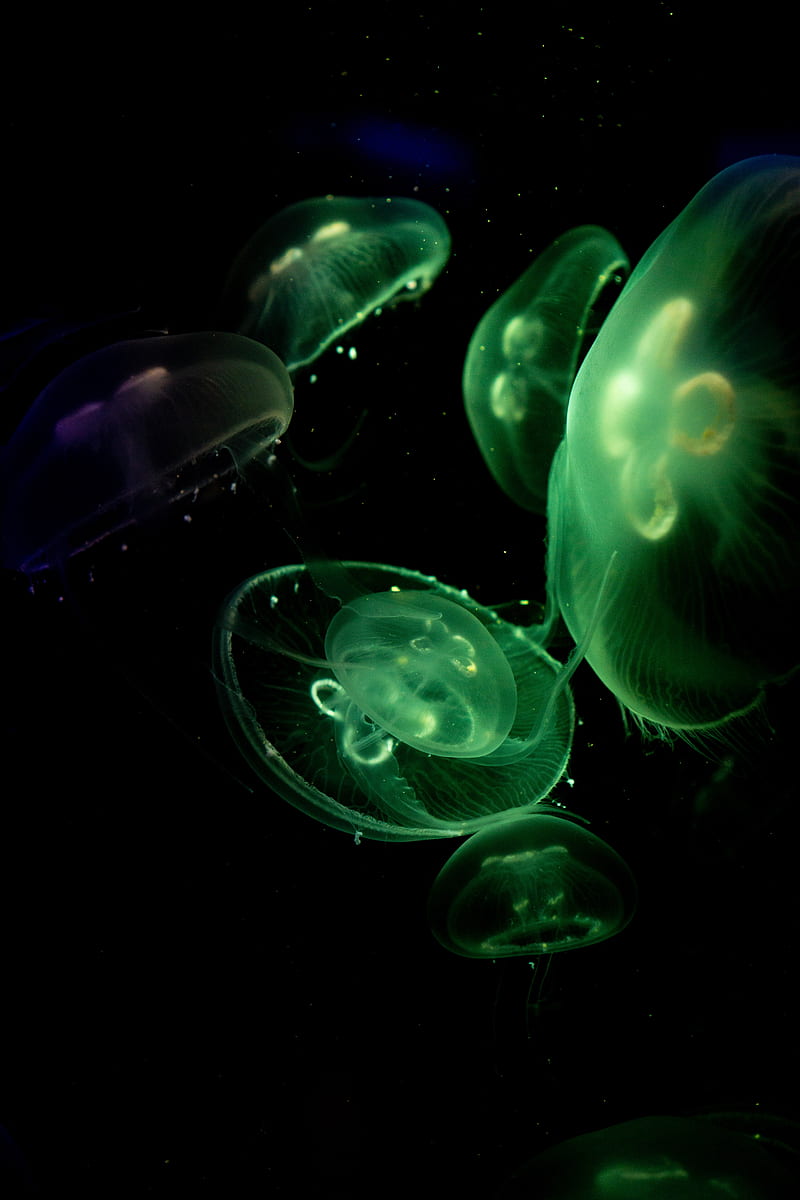 jellyfish, glow, underwater, green, dark, HD phone wallpaper