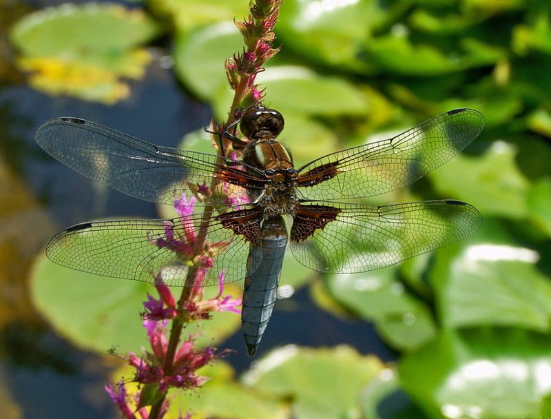 BABY DRAGONFLY, water creatures, wings, juveniles, dragonflies, wildlife, gardens, blues, ponds, lilypads, insects, HD wallpaper