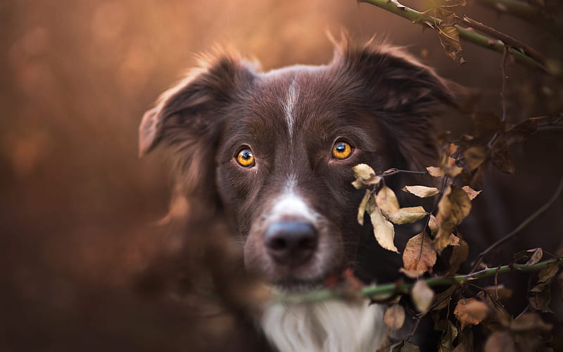 brown aussie, australian shepherd, sunset, evening, cute dog, pets, cute animals, dogs, HD wallpaper