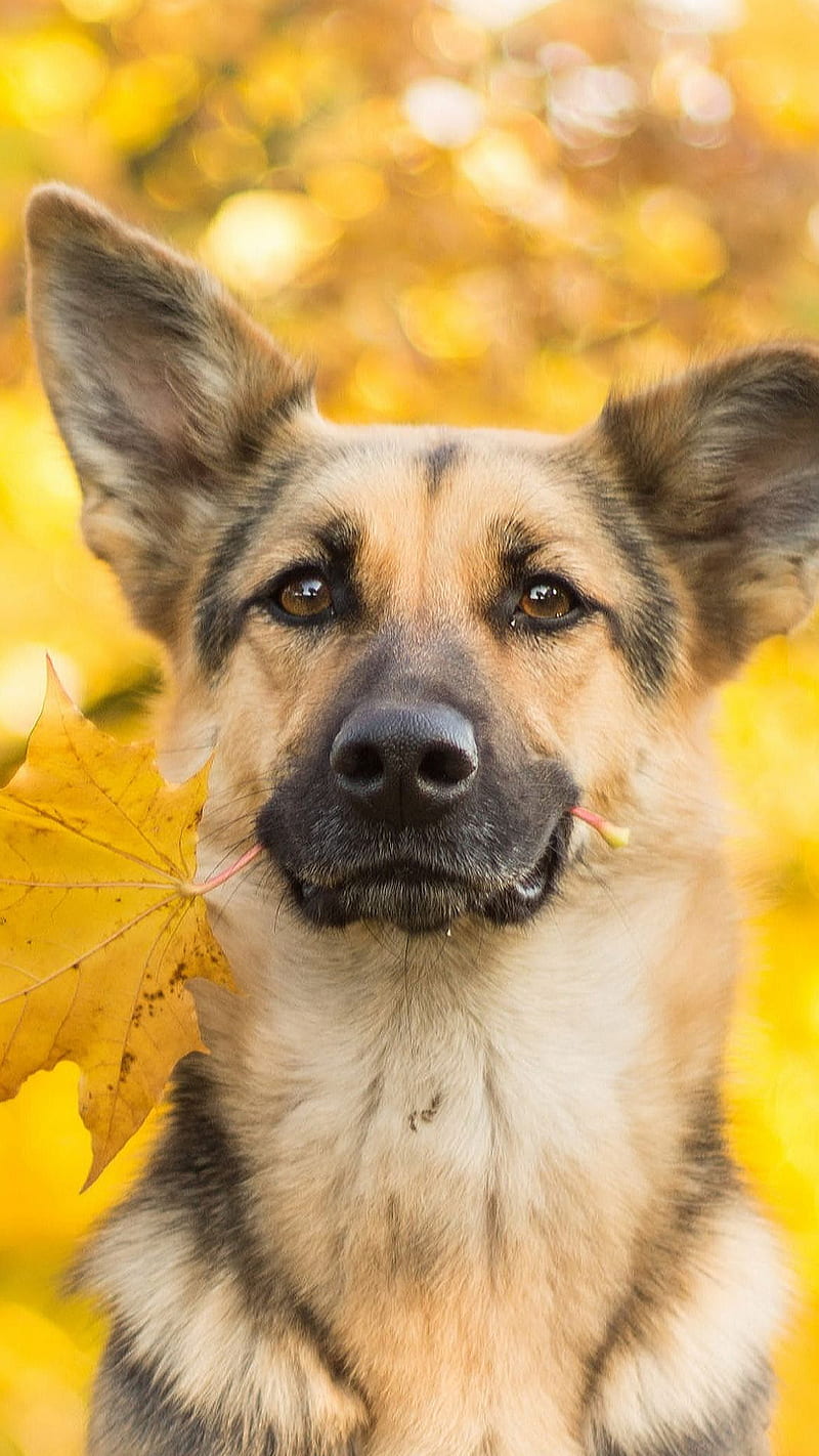 German shepherd, animal, autumn, dig, leaf, HD phone wallpaper