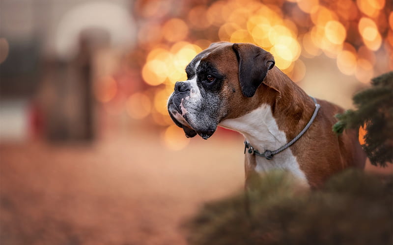 Boxer dog, pets, brownish white boxer, dogs, German Boxer, HD wallpaper