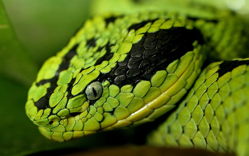 green snake, head, green, reptile, snake, HD wallpaper