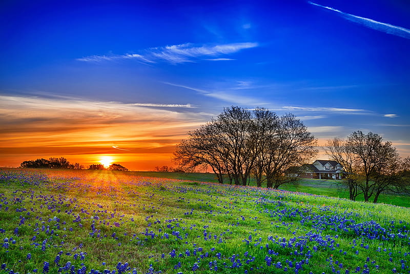 Texas hill country, Texas, grass, bonito, sunset, country, sky, bluebonnets, summer, flowers, HD wallpaper