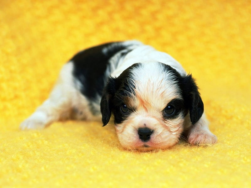 Pirata, black and white, puppy, dog, animal, sweet, HD wallpaper