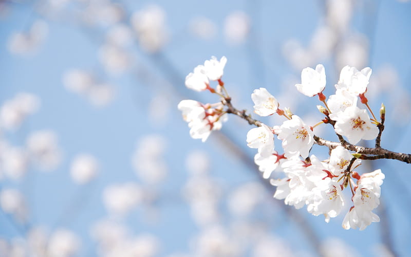Beautiful Japanese cherry blossom season 06, HD wallpaper