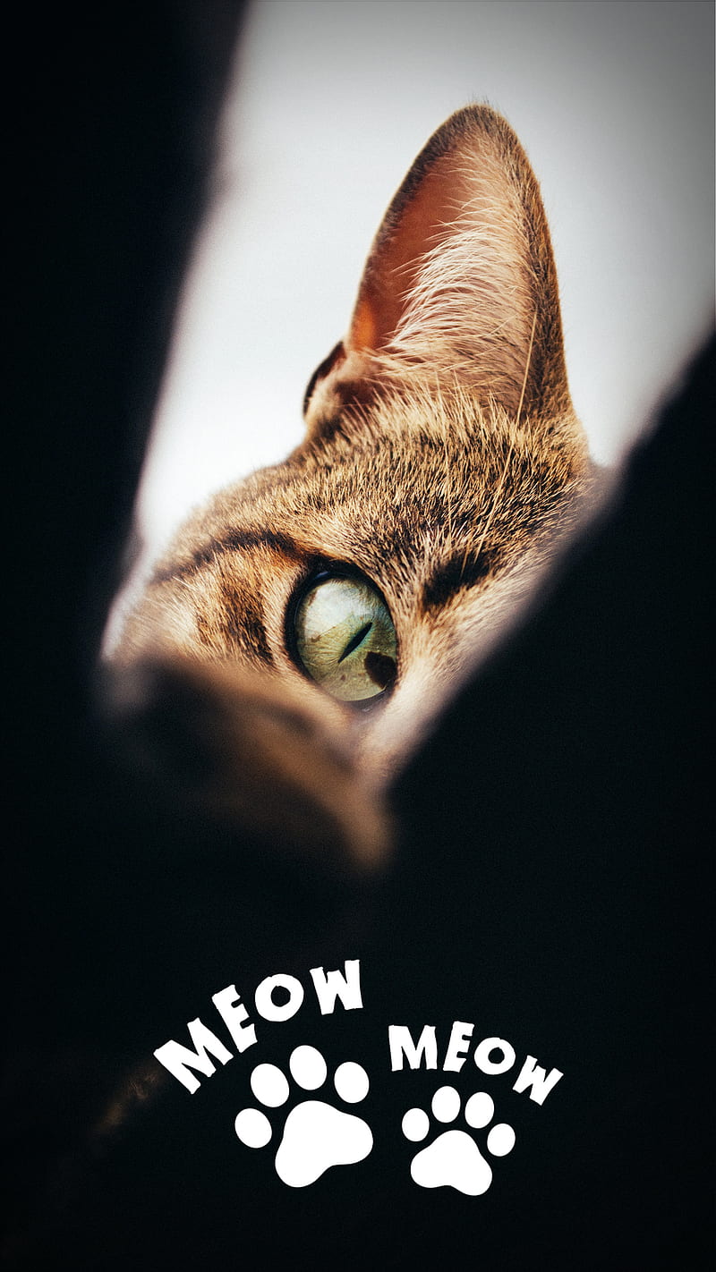Cute Cat 95, animal, bonito, cat, happy, like, love, omg, pet, wow, HD phone wallpaper