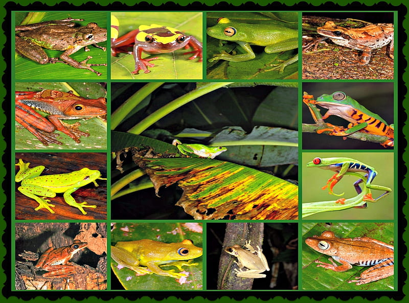 Frogs In The Amazon, Frogs, Brown, Green, Amazon, Animals, HD wallpaper