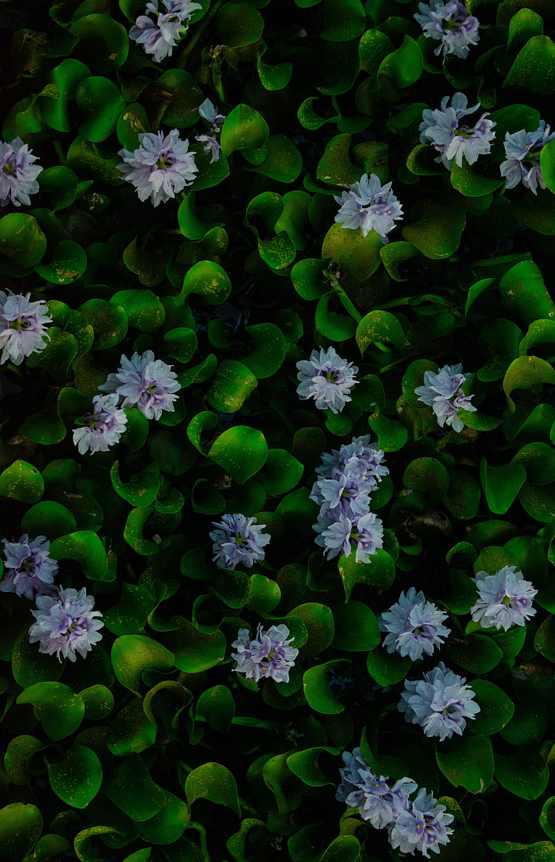 Jacinto de agua, flores, hojas, plantas, macro, Fondo de pantalla de  teléfono HD | Peakpx