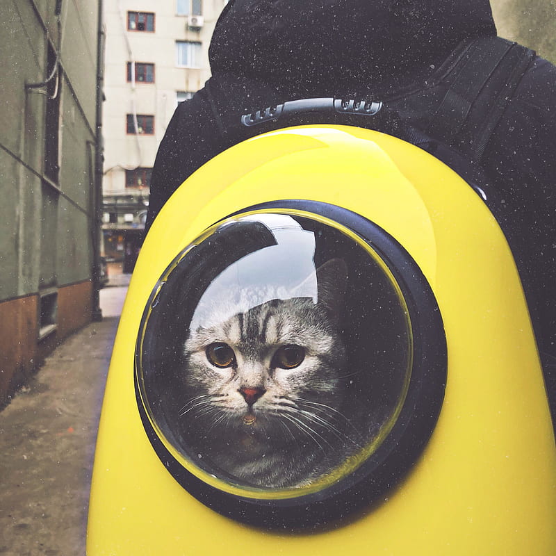 gray tabby cat in yellow and black hand-case backpack, HD phone wallpaper