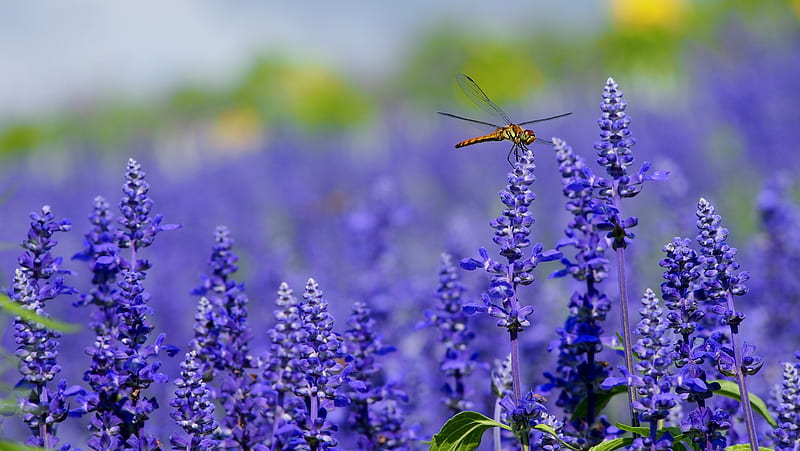 orange dragonfly perched on purple flower, HD wallpaper