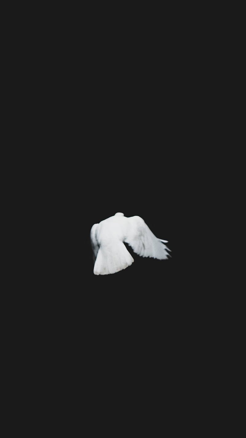 Dove, black, white, HD phone wallpaper | Peakpx