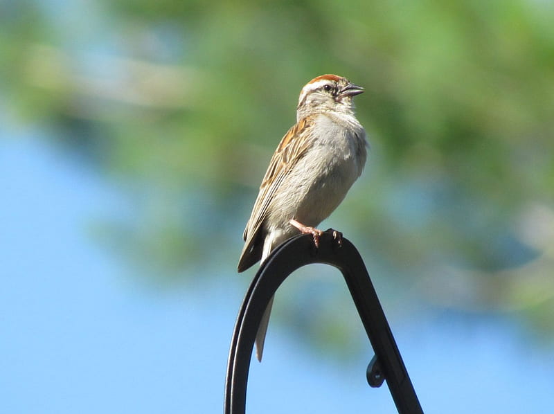 bird on antenna, wildlife, sparrow, bird, singing, HD wallpaper