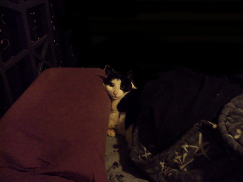 Fatso-Cat, paws, cat, sleeping, relaxing, cats, tuxedo cat, HD wallpaper