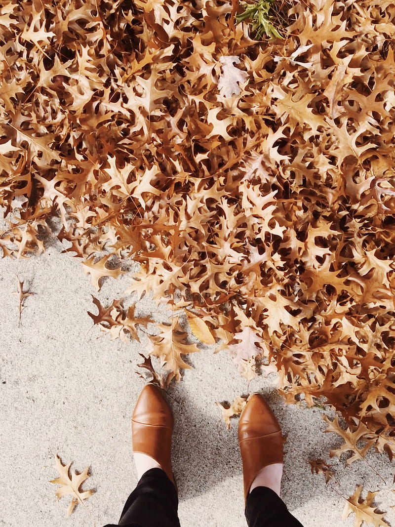 person wearing brown leather shoes standing on dried leaves, HD phone wallpaper
