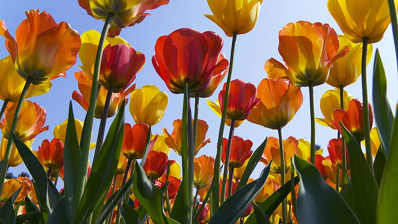 Mother Nature's Tulips, red, green, plants, stems, yellow, tulips, sky, HD wallpaper