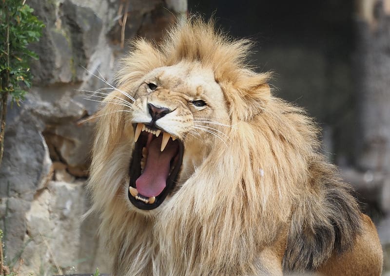 lion, grin, big cat, predator, HD wallpaper