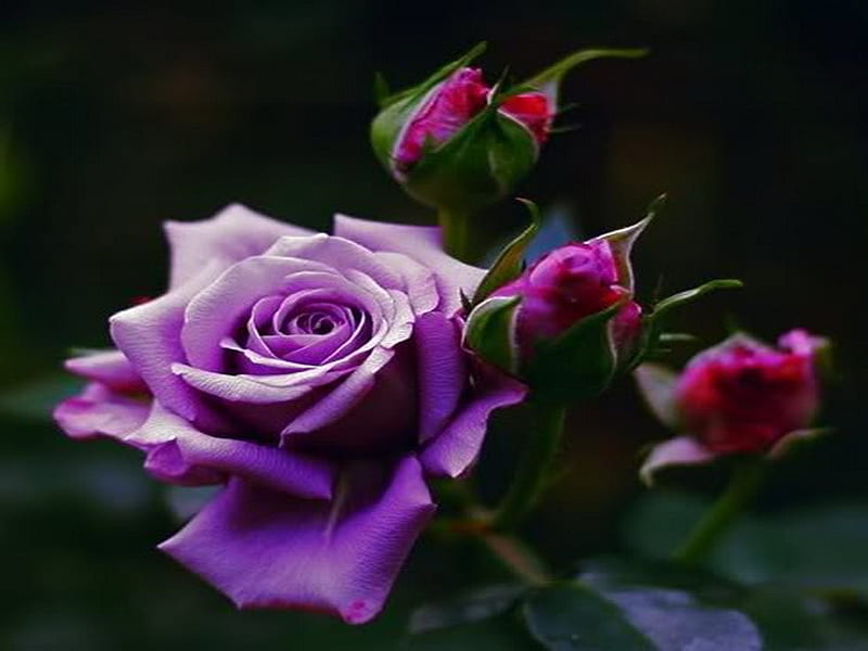 For Rose (EyesOfAnAngel), black, flowers, roses, purple, HD wallpaper ...