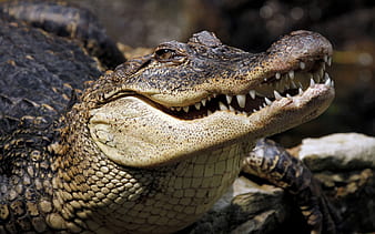 Page 5, HD crocodille wallpapers