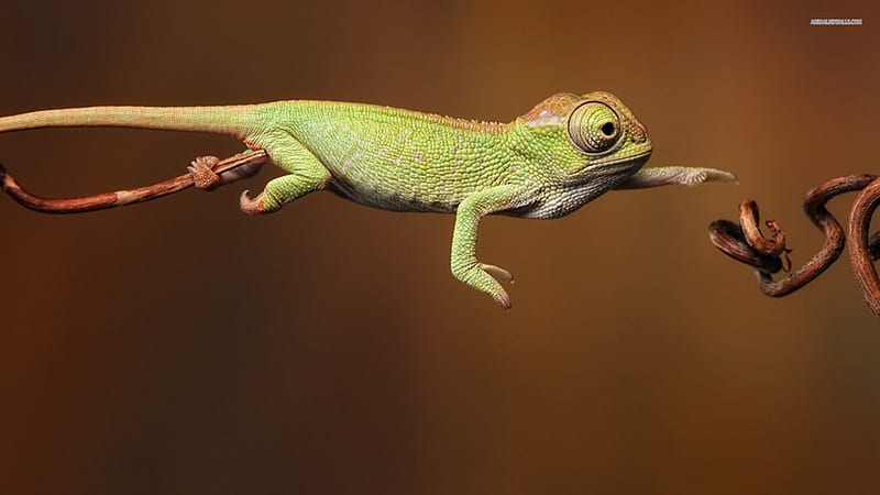 Chameleon ., Family chameleonidae, Zygodactylus feet, Swaying gait, Long tongue, HD wallpaper