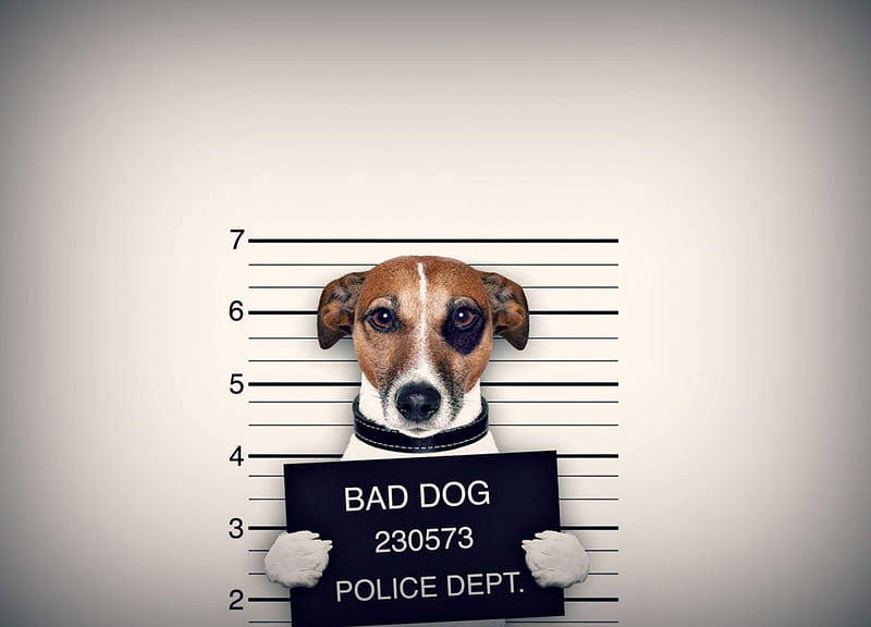 Bad dog, black, creative, situation, animal, card, jack russell terrier, funny, white, puppy, dog, HD wallpaper