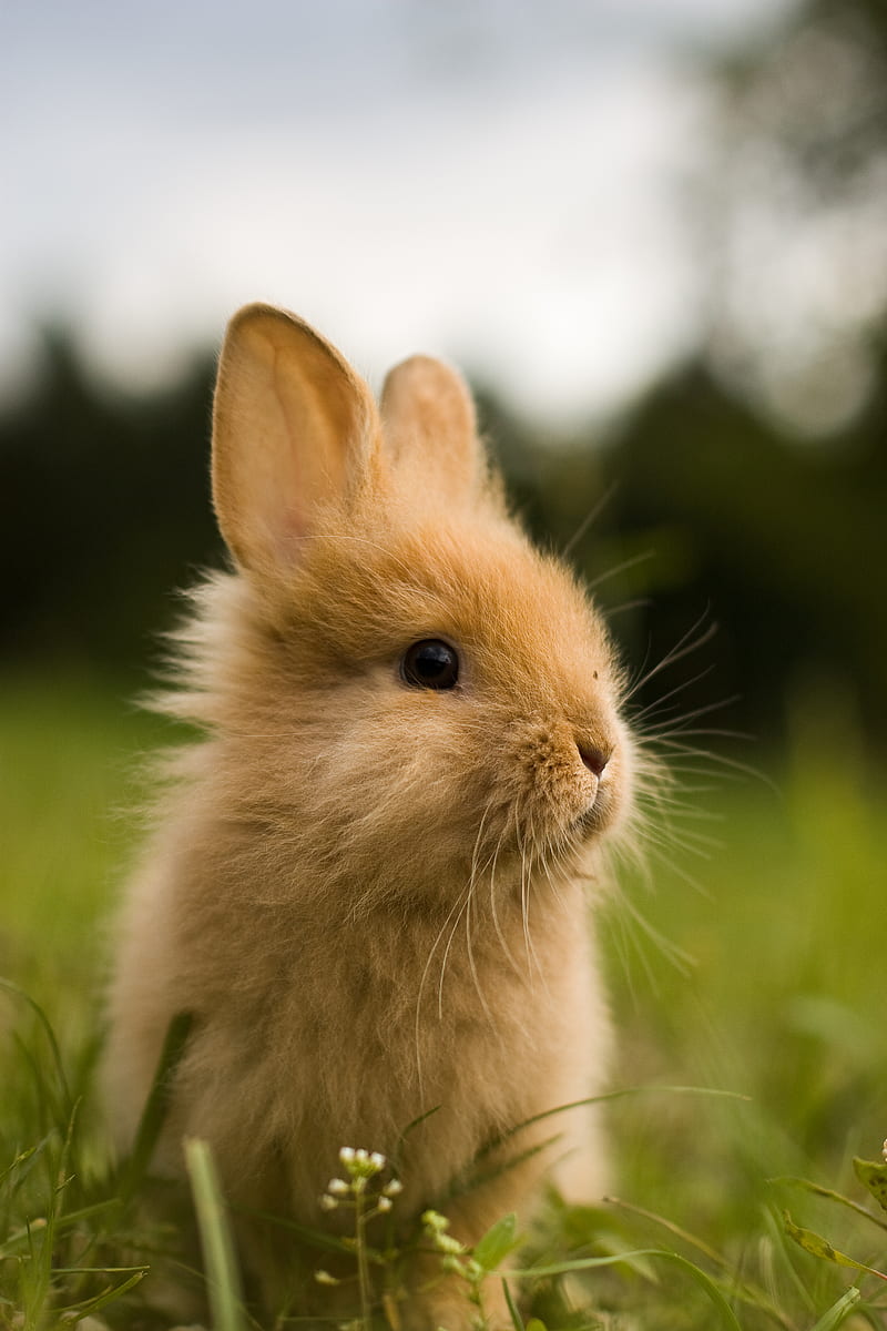 rabbit, animal, fluffy, cub, greens, HD phone wallpaper