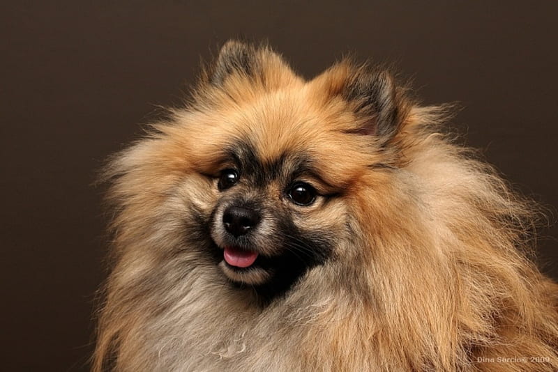 Lulu da Polmerania, cute, cachorro, perfect, polmerania, animals, lulu,  puppy, HD wallpaper